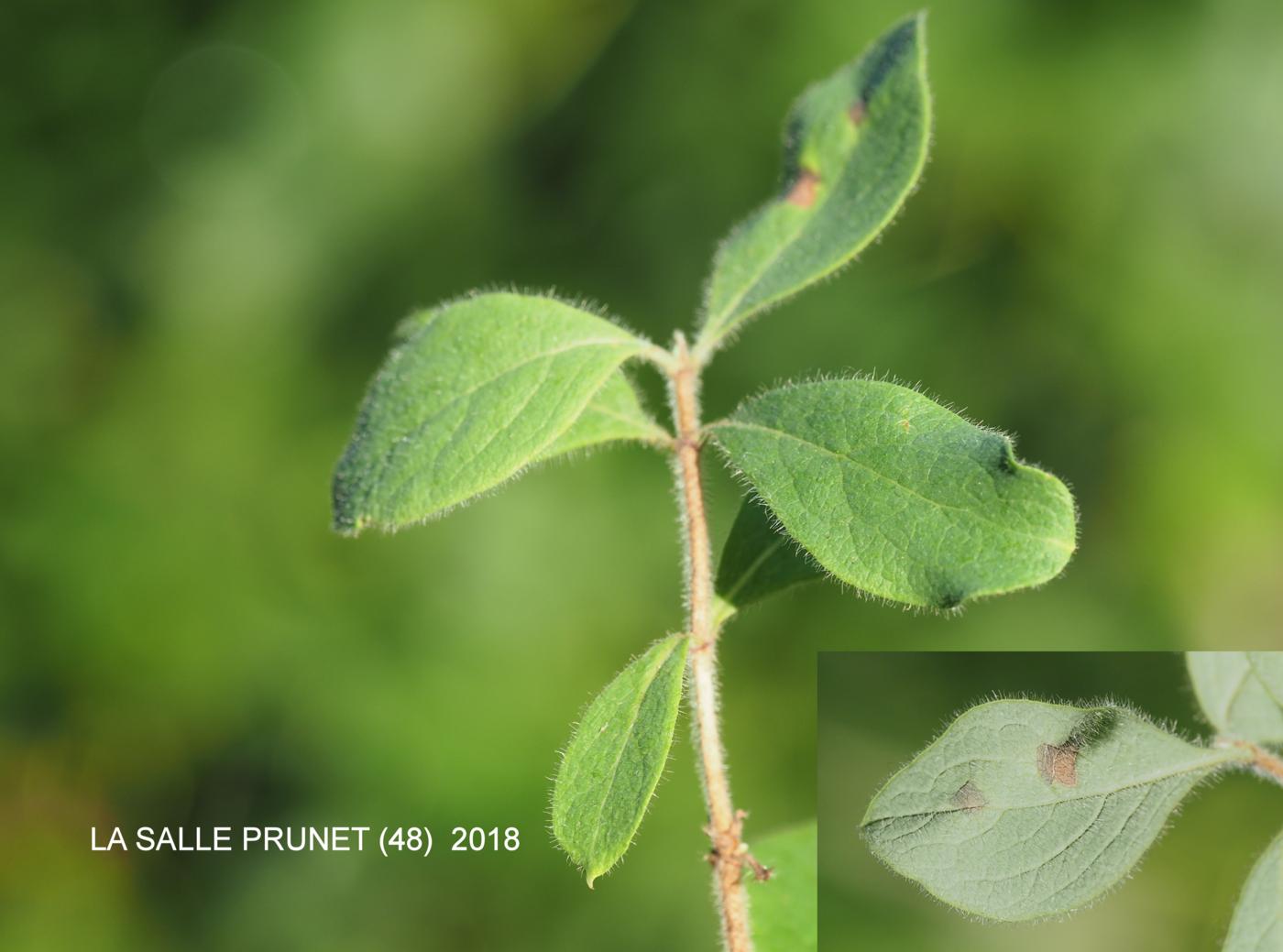 Honeysuckle, Common leaf